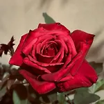 Il Fenicottero Rosa Càbras