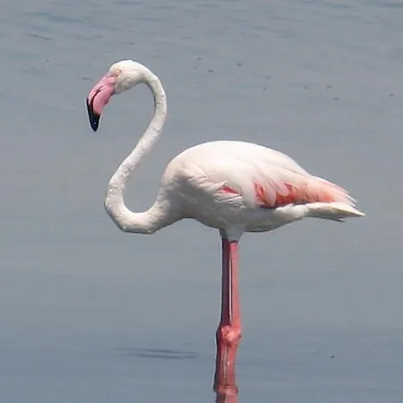 Il Fenicottero Rosa Frühstückspension Càbras