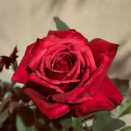 Il Fenicottero Rosa Càbras