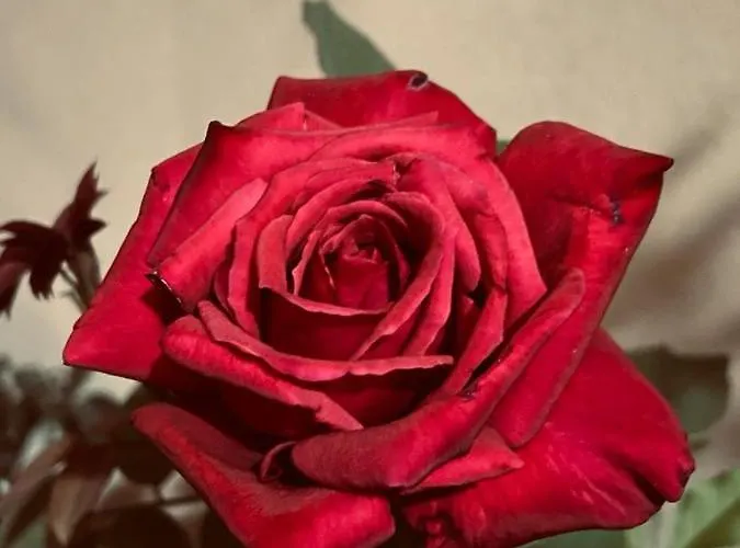 Il Fenicottero Rosa Càbras